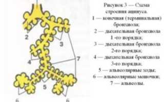 Схема строения ацинуса