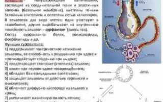 Функции альвеол