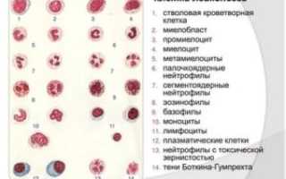 Миелоциты в крови при беременности